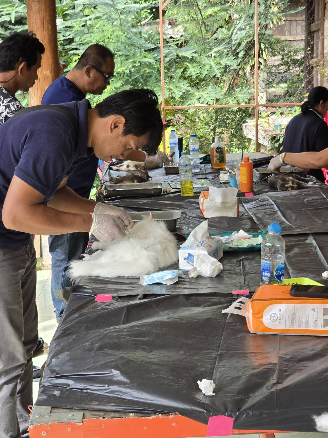 โครงการคุมกำเนิดสุนัขและแมวอย่างถาวร ประจำปี 2569