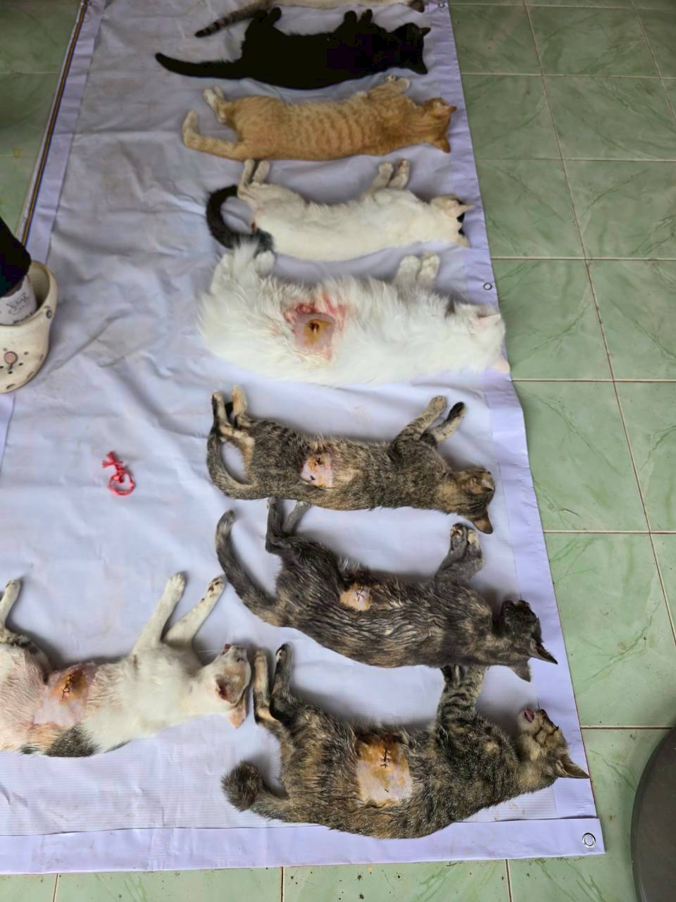 โครงการคุมกำเนิดสุนัขและแมวอย่างถาวร ประจำปี 2569